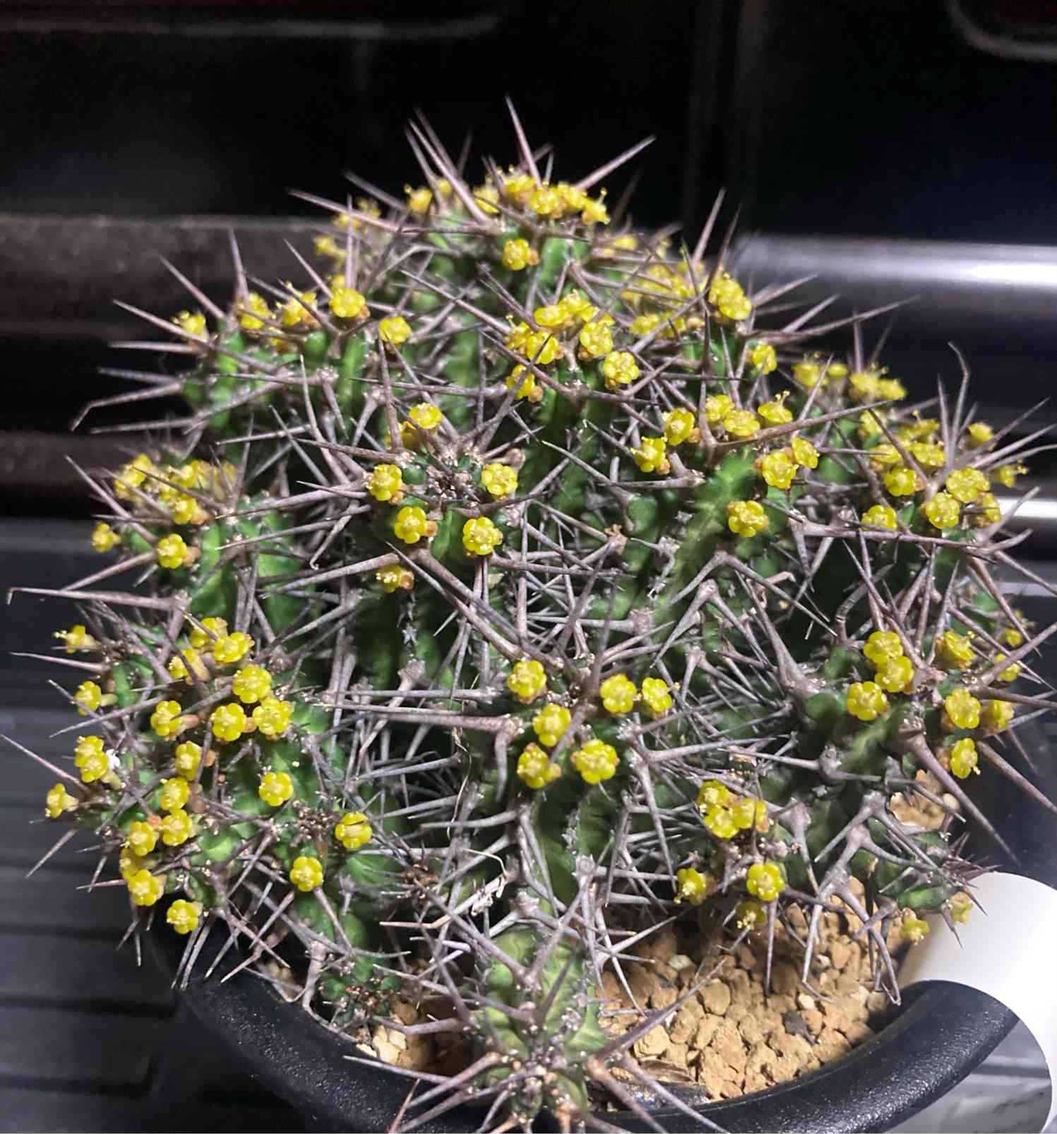 ユーフォルビア ゴイサナの一覧｜🍀GreenSnap（グリーンスナップ）