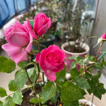 バラ,鉢の名前は「じゅべえる」,ばら バラ 薔薇,強風ベランダ,ベランダ鉢植えの画像