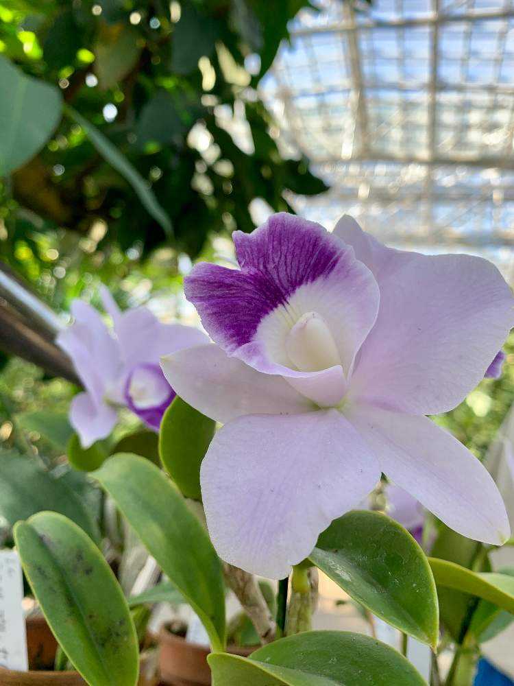 奇跡の花 ブルージーン®︎見てきた の巻｜🍀GreenSnap（グリーン