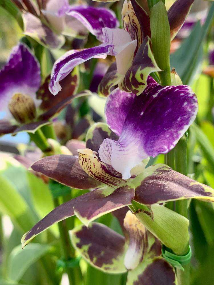 奇跡の花 ブルージーン®︎見てきた の巻｜🍀GreenSnap（グリーン