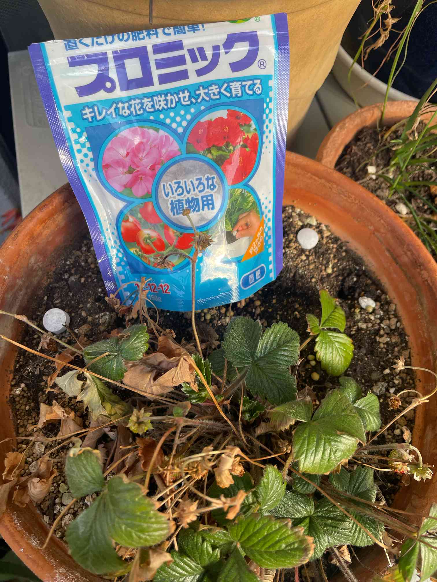 HYPONeXプロミックを使う｜🍀GreenSnap（グリーンスナップ）