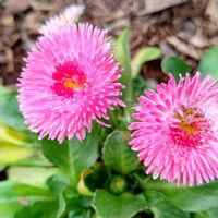 デージー,ピンクの花,今日のお花,種蒔きから,ニコイチさんの画像