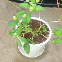 リッピア,部屋の画像