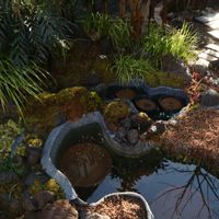 サギソウ,水の流れるプラ池とプラ舟のビオトープ,プラ池ビオトープ,山野草,おうち園芸の画像