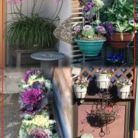 ネリネ,葉牡丹,葉牡丹,パンジー,花散歩の画像