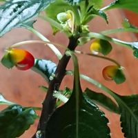 インコインパチェンス,ちっちゃいものクラブ,金曜日の蕾たち,東北人花の会,チーム魔女っ子の画像