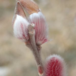 ネコヤナギ,アカメネコヤナギ,癒し,花のある暮らし,寒冷地の画像