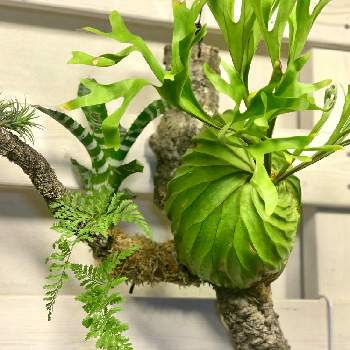 P. Nokogiri 成長記録 2025.12.14｜🍀GreenSnap（グリーンスナップ）