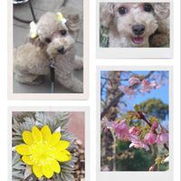 河津桜,福寿草,モコ*,虹の日,モコ家のモコちゃんの画像