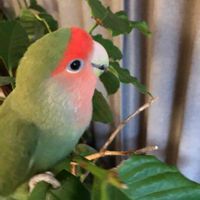 コーヒーの木,コザクラインコ　森の画像