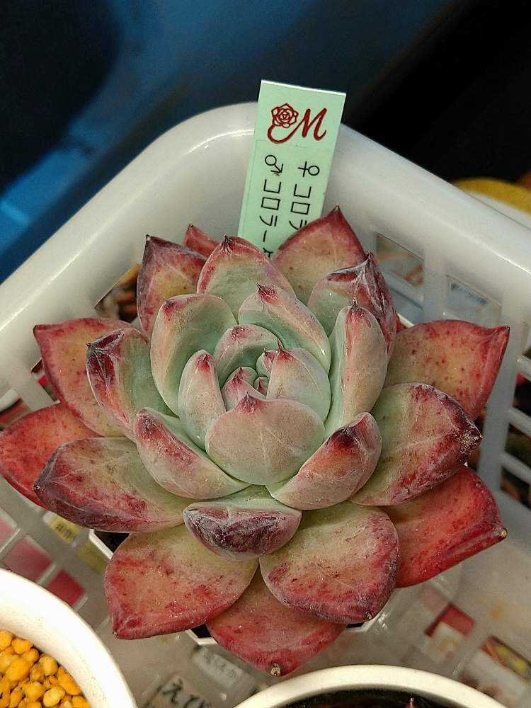 miyaさん苗 中里リンゼアナ✕コロラータ