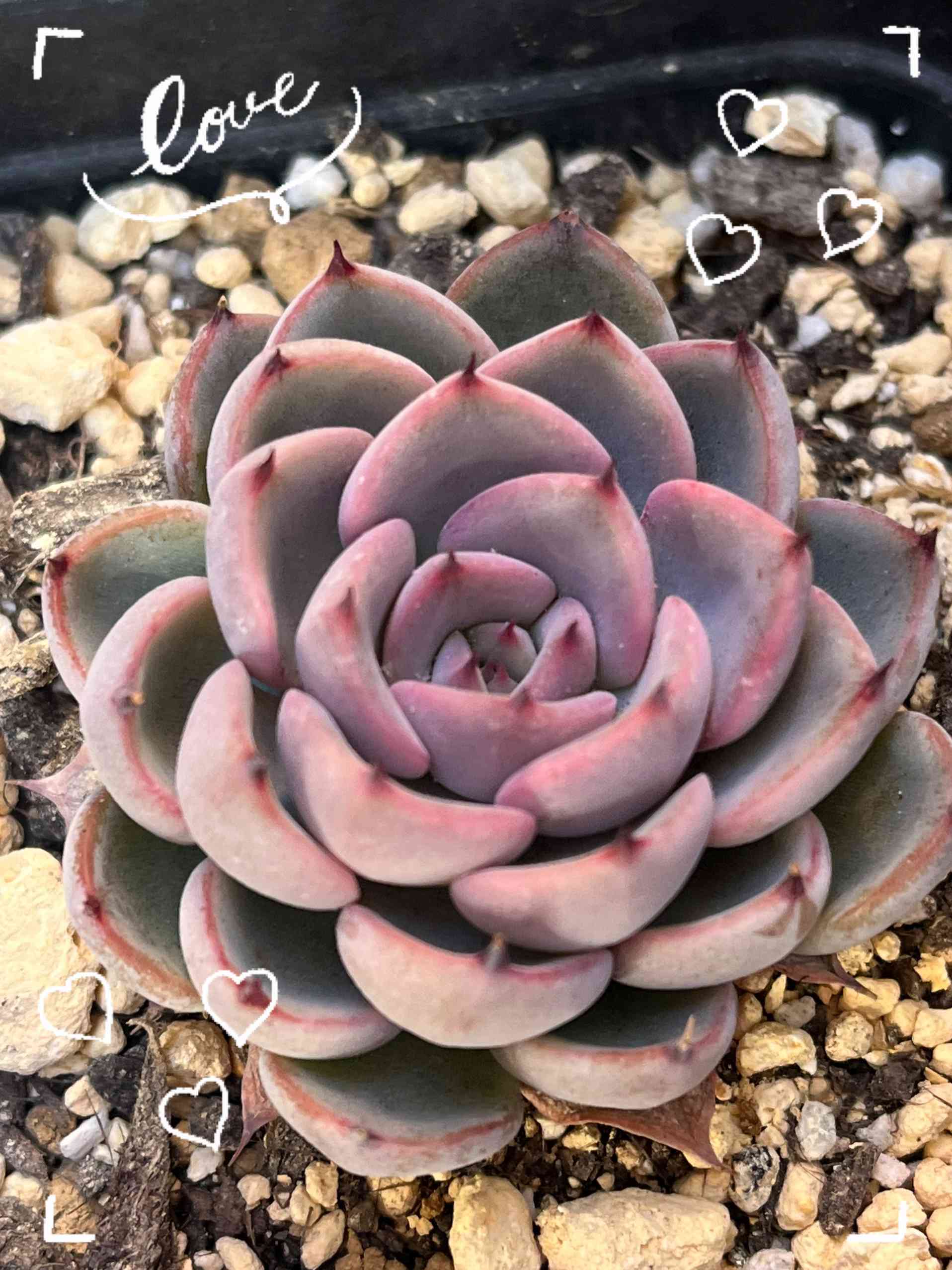 多肉植物 ❤︎ 紅染華❤︎ ミックスベリア 札付き-