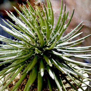 Agave filifera subsp. schidigera,車庫の画像