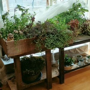 寄せ植え,観葉植物,DIY,プラントハンガー,ハクサンの画像