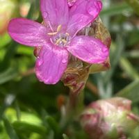 アルメリア,花壇,ガーデニング,山野草,イソマツ科の画像