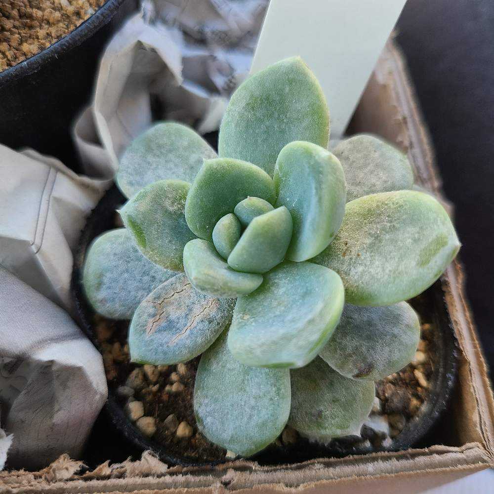 アイスローズの成長記録🍨🌹｜🍀GreenSnap（グリーンスナップ）