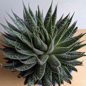 綾錦,アリスタータ,植え替え,多肉ちゃん,子株がどんどんできるの画像