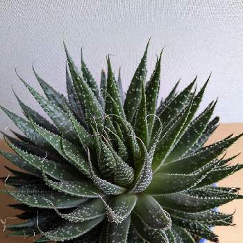 綾錦,アリスタータ,植え替え,多肉ちゃん,子株がどんどんできるの画像