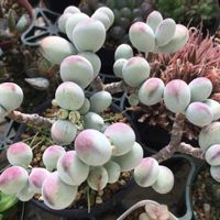 ふっくら娘,多肉植物,コチレドン ,コチレドン属,バルコニー/ベランダの画像