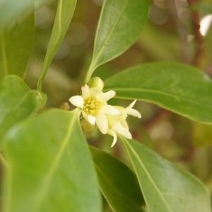 シキミ,植栽の画像