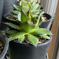 アガベ,ホリダ,多肉植物,アガベ女子,アガベ AGAVEの画像
