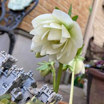 ダリア,GSのみなさんに感謝♡,素敵な出会いに感謝,秋田国際ダリア園,GSの繋がりに感謝♡の画像