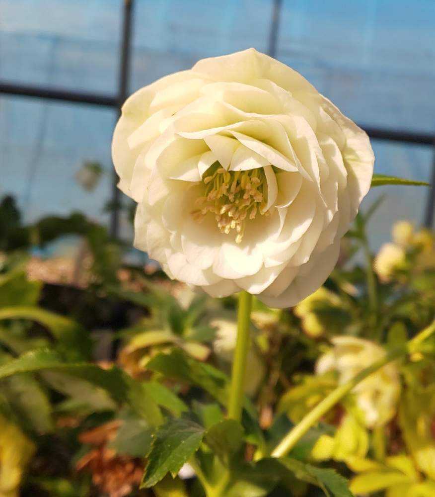 クリスマスローズ 加藤農園 加藤農園】クリスマスローズ プレミアム