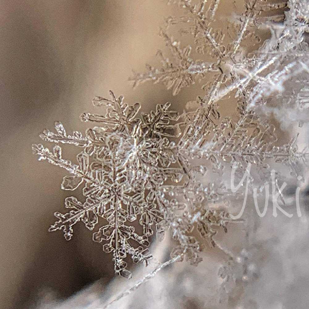 雪の結晶〜六花❄️｜🍀GreenSnap（グリーンスナップ）