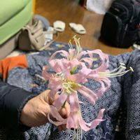 ネリネの画像