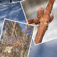 タマアジサイ,開田高原,原野,我が家のまわり,お出かけ先の画像