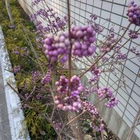 ムラサキシキブの画像
