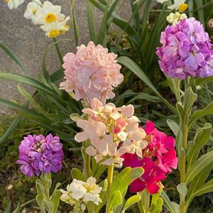 スイセン,ストック,地植え,可愛い,いつもありがとう♡の画像