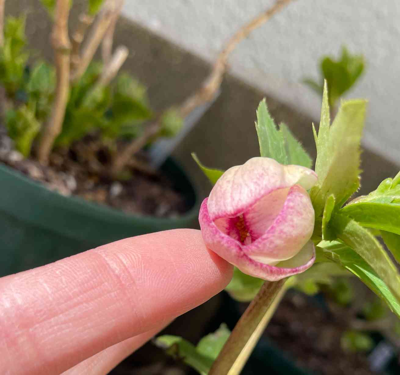 クリスマスローズ デュメトルムhyb. ddの一覧｜🍀GreenSnap（グリーン