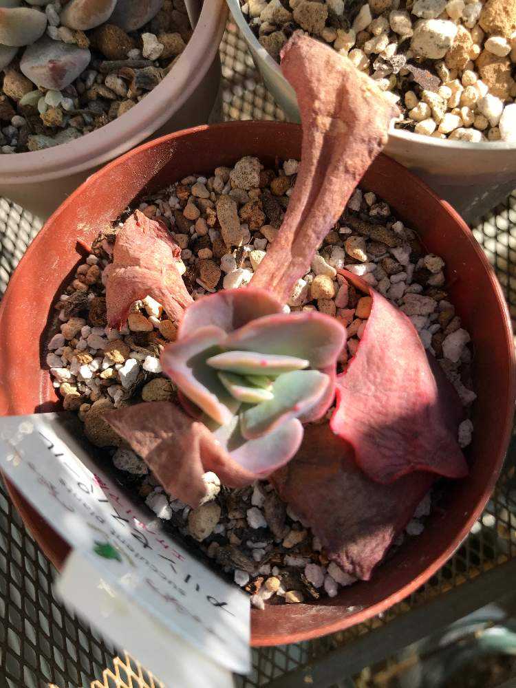 プリンセスパール　カット苗ですが、チョビ根あり　大苗 プリンセスパールカット苗ですが、チョビ根あり大苗