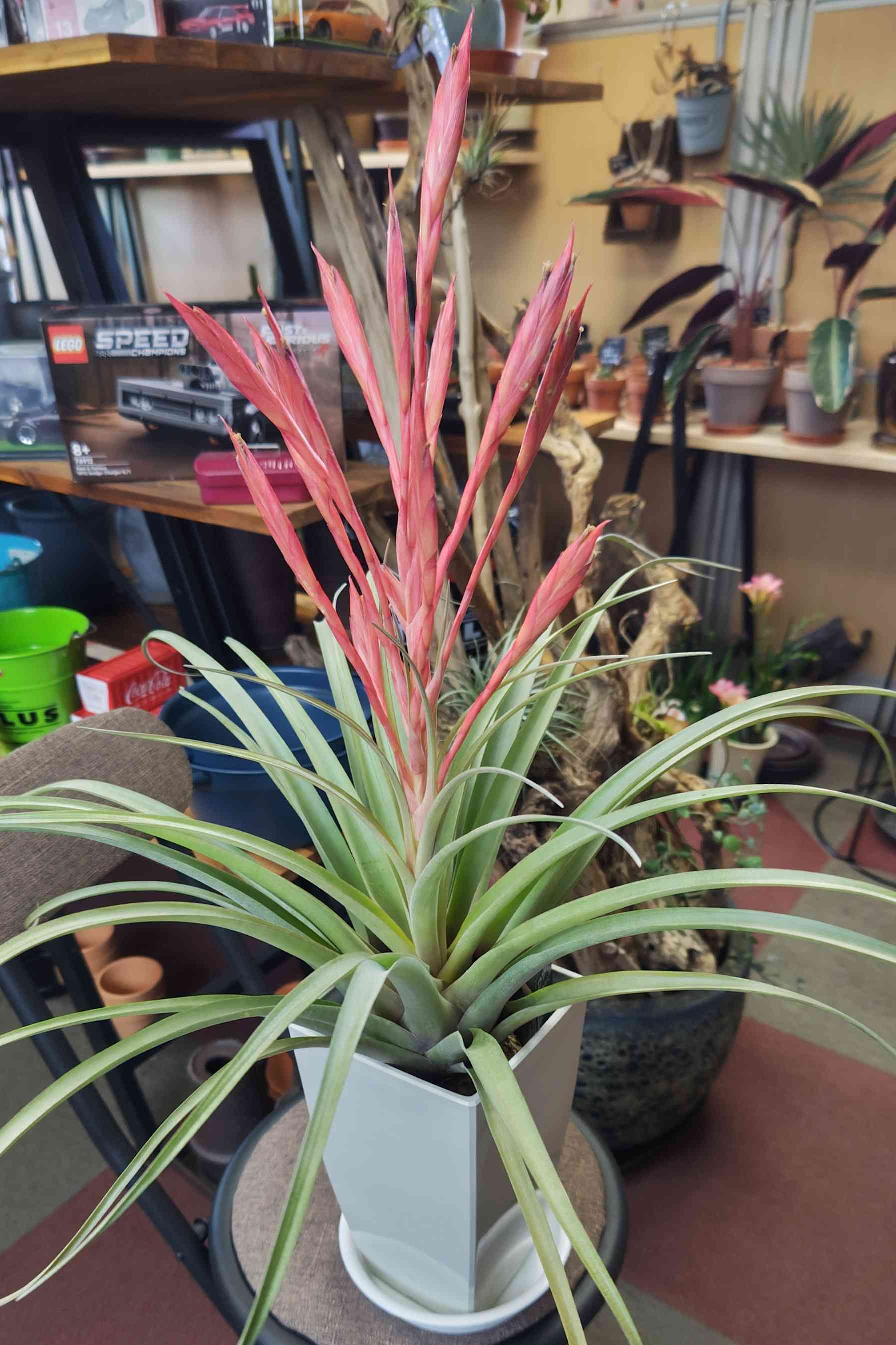 チランジア セントレア スカイリーフの一覧｜🍀GreenSnap