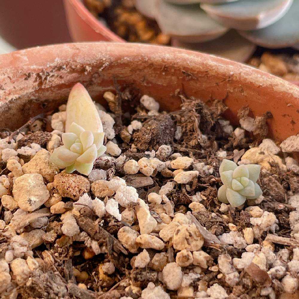 かわいい樹氷の育成記録 (2022年冬〜2023年冬)｜?GreenSnap（グリーン 