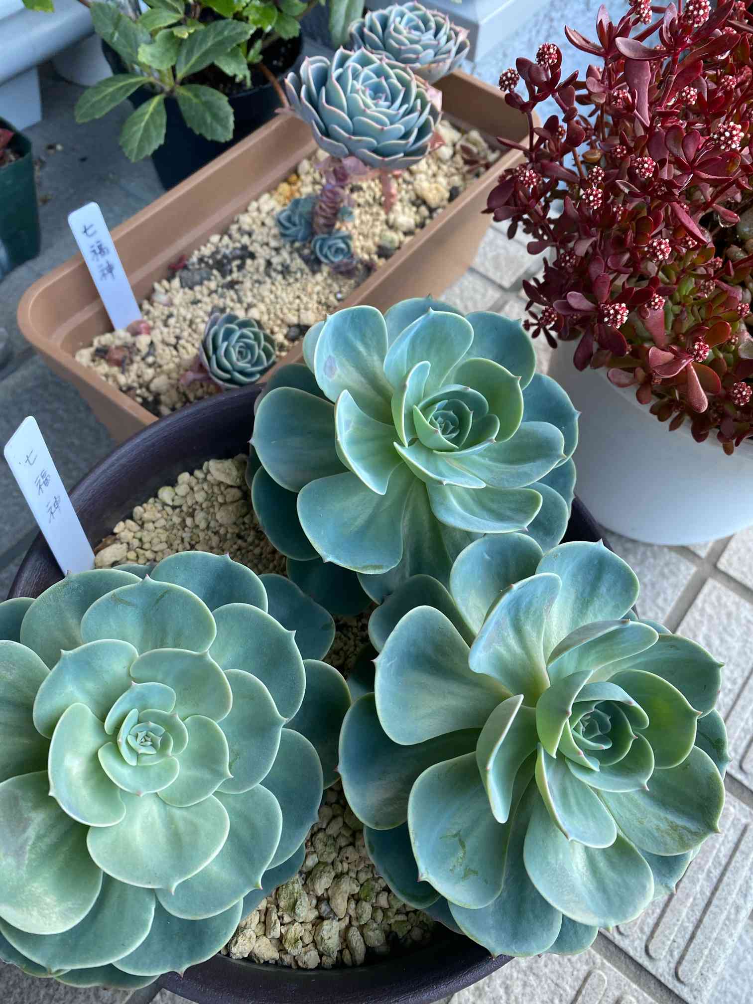 多肉植物 七福神 2.5号24ポット