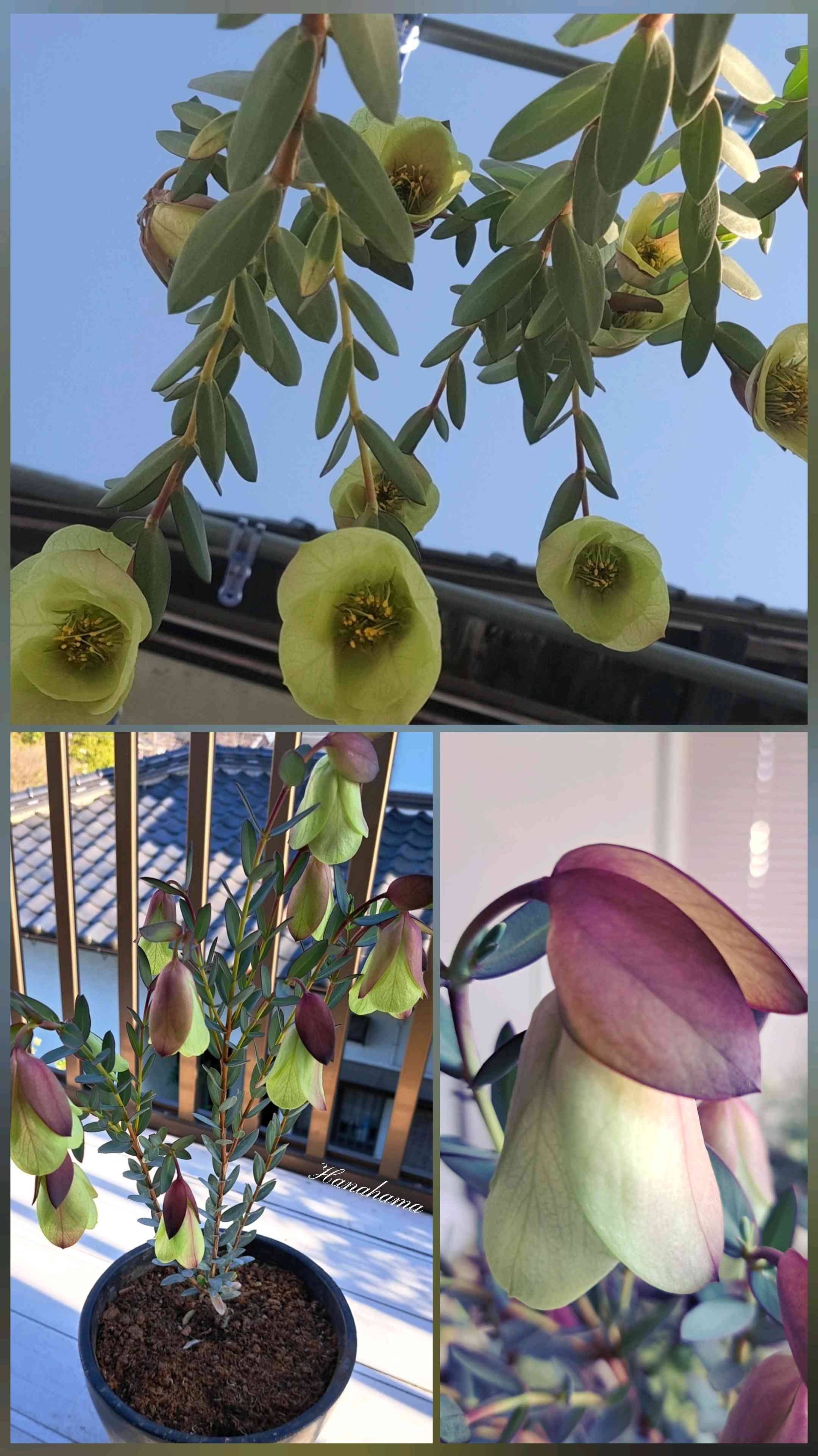 ピメレア フィソディス ウェディングベルの一覧|🍀GreenSnap ピメレア フィソディス ウェディングベルの一覧|🍀GreenSnap