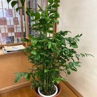 ポリシャスの画像