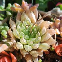 グリーンネックレス,火祭り,ハオルチア,秀麗,こまりねこ 多肉植物の画像