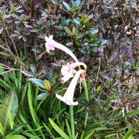 アベリアの画像
