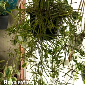 ホヤ レツーサ,多肉植物,観葉植物,垂れ下がる植物,プラントハンガーの画像