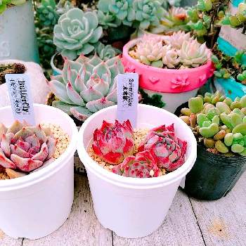多肉植物 シュガークィーン(群生) エケベリア属 在庫 25つ