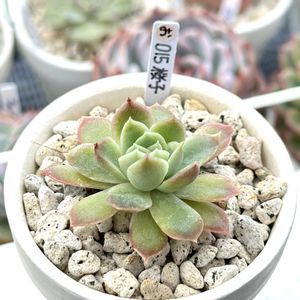 成長記録 桜子,ミックスベリア015 桜子,初心者タニラー,エケベリア男子,エケベリア大好きの画像