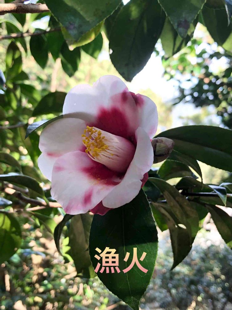 たなたなさんの港北区への投稿