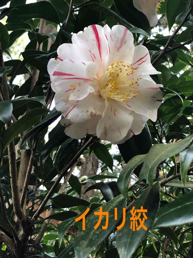 たなたなさんの港北区への投稿