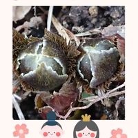 福寿草,金曜日の蕾たち,東北人花の会,チーム魔女っ子,これなんだろうクラブの画像