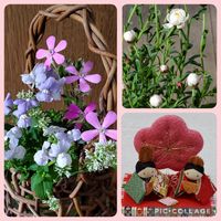 ユーフォルビア ダイヤモンドスター,花かんざし,ピンクパンサー,ネメシア,小さな花の画像