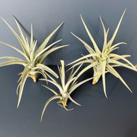 ティランジア,エアプランツ,チランジア属,インテリアグリーン,エアープランツ☆の画像