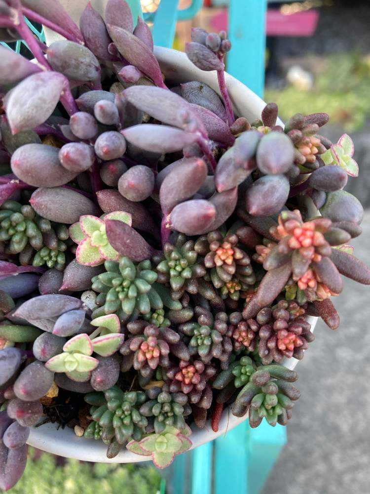 多肉アルバム②アルブム系｜🍀GreenSnap（グリーンスナップ）